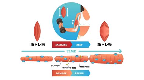 筋トレ後の【超回復】とは？部位ごとの回。